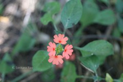 Crossandra infundibuliformis